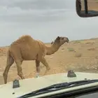 قعود اشعل طيب