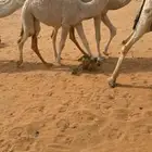 حواره وضحاء كفو باتليه