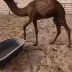 حاشي لباني مغلق