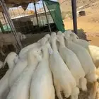 بهم حري فاخر عدد 16