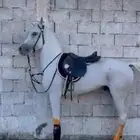 حصان للبيع