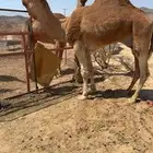للبيع بعير حمر كفو