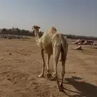 للبيع ناقه لحم فيها اصابه قديمه في رجله