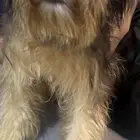 Havanese Dog for sale - كلب