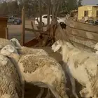 20 ضان حريات مراح واحد بالفحل ولد ودفيع كفوو (( تم البيع ))