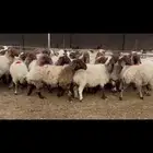غنم نعيم دفيع .