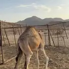 للبيع بكره تحت أمها