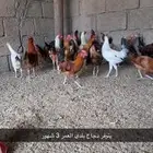 يوجد طيور وارانب مسلوخة جاهزة
