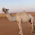 ابل نياق