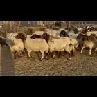 غنم نعيم دفيع .