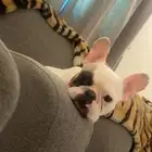 فرنش بولدوق french bulldog