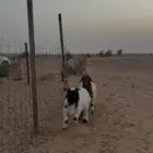 بهم نعيم هرافاا طيبات