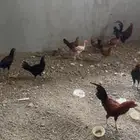 دجاج للبيع 13