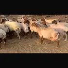 مطافيل نعيم