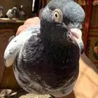 حمام باكستاني جمله