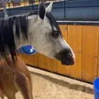 فرس شعبيه مع مهرتها