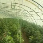 بيوت محمي مجلفن