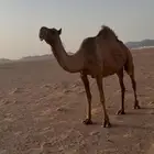 لقحه كفوو طيبة منوة القناي على جميع الشروط