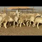 غنم حريات دفيع مفاصيل وخلفات