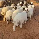 نعيم