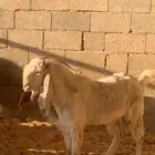 فححل هولندي مشروك