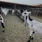 معزا مشاريك مراح كامل