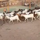 تيوس مستورده في جده