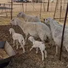 غنم حرش للبيع 52 تحتها 5