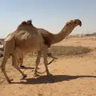 فحل احمر كفو