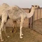 قعود لباني قصب طايش
