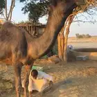 بعير مجهم اكبر بناته ولد بثانيهن