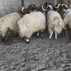 ذبايح نعيم فاخره