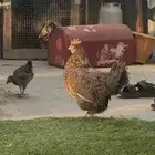 دجاج كويتي قزم