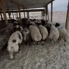 ذبايح نعيمي بلدي بري