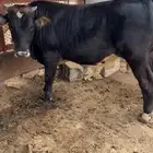 عجل الماني جذع