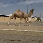 فحل احمر رماني