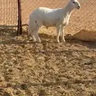 خروف للبيع طيب وفل الفل