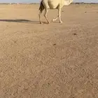 جذعه عليانيه لقحه