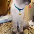 قط هملايا عمره 7 شهور صحته ممتازه جدا  مطعم وكل شي ومعاه