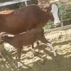 للبيع بقرة معها حسيلة