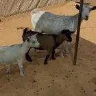 عنز قزمية