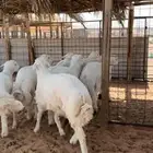 ذبايح نعيم حري تيوس