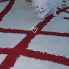 لببيع اخوان ام شرازي و الاب كذلك