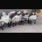 غنم صنف نعيم
