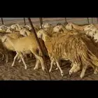 سلام عليكم ورحمة وبركاته الله وبركاته