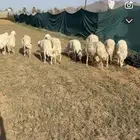10 ضان دفع