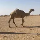 خفوت