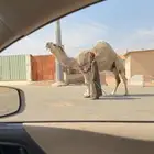 فحل اشقح رماني خصم