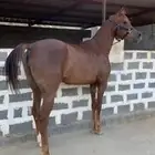 فرس شعبيه للبيع