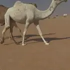 بكره لقيه وضحى